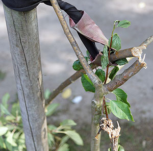 Obstbaum